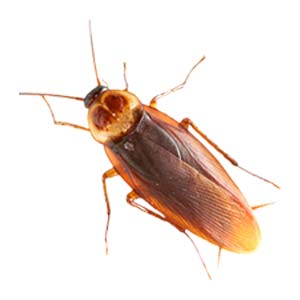 Κατσαρίδες